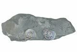 Two Iridescent Ammonites (Psiloceras) - England #280329-1